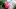Pinke Blume vor einer Packung mit Medikamenten
