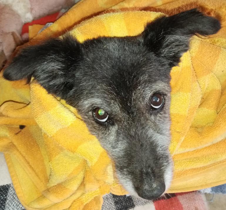 Unser 4-beiniger Sonnenschein Emma 